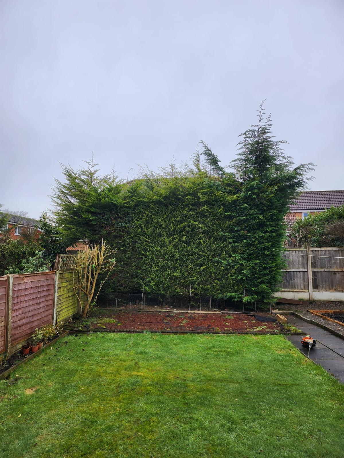 Conifer row trim before