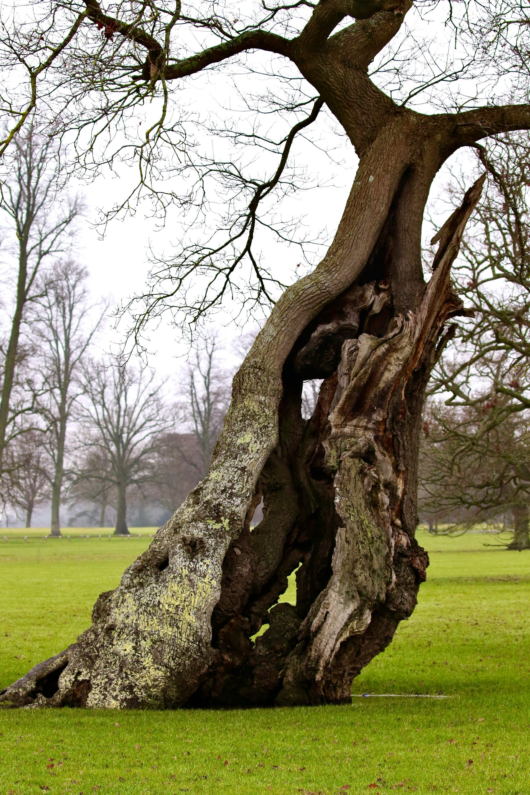 leaning tree Preston