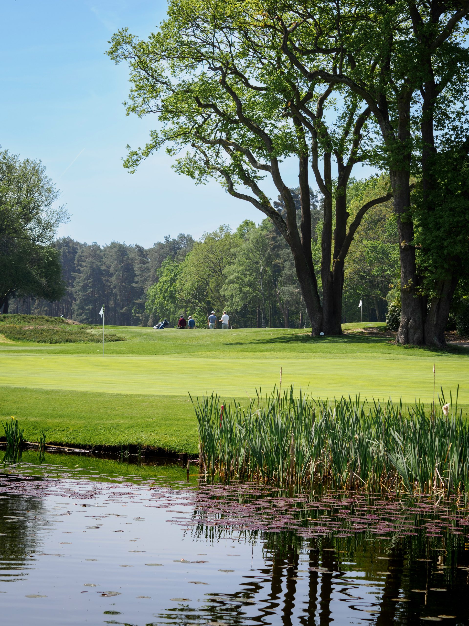 Golf course tree maintenance Lancashire